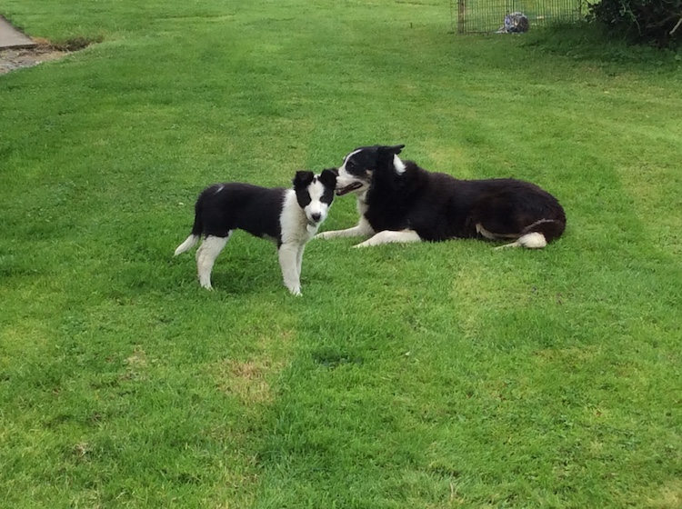 One of Our Farm Dogs with her Puppy
