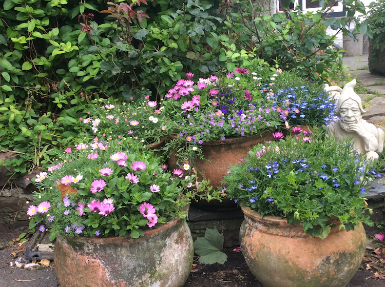Some of the pots of Flowers in Our Garden.