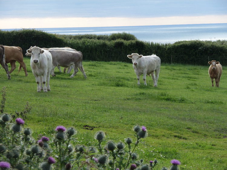 Some of our Cows Grazing on the Clifftop Field