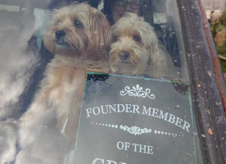 Our Pet Dogs in a Landrover.