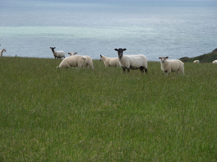 Some of our Sheep Grazing on the Clifftop Field