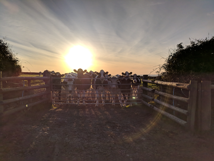 Cows clustered at a gate with the sun setting behind them.