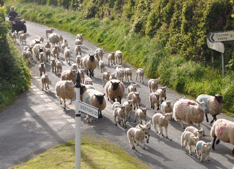 Herding sheep down the road.